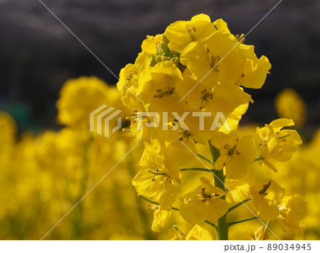 菜の花 菜の花 89034945