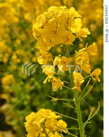 菜の花 菜の花 89034947