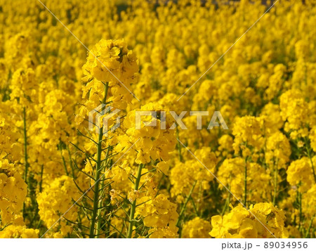 菜の花畑 菜の花畑 89034956