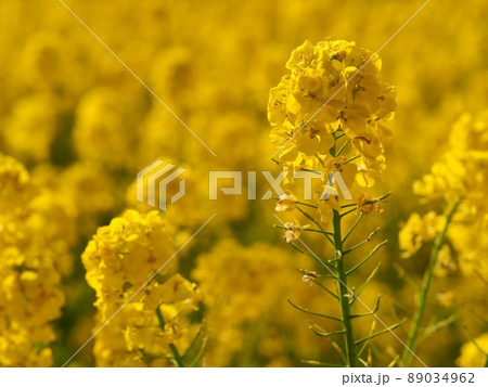 菜の花 菜の花 89034962