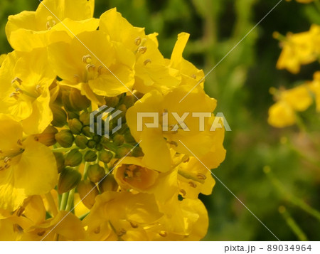 菜の花 89034964