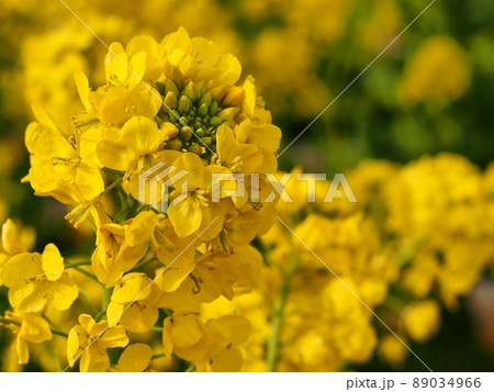 菜の花 89034966