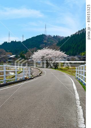 手取キャニオンロード　桜　白山市 89035325