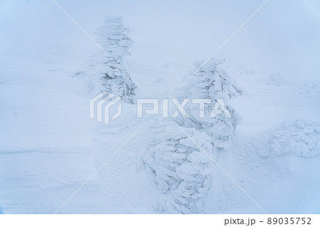 樹氷　霧氷　雪　冬　木（宮城蔵王） 89035752