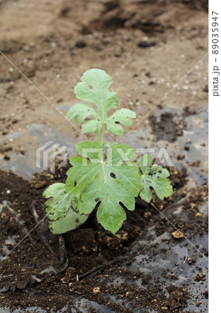 スイカの苗を植える 89035947