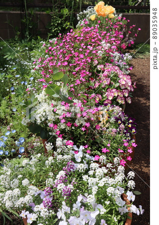 種から育てた花の寄せ植え花壇 89035948