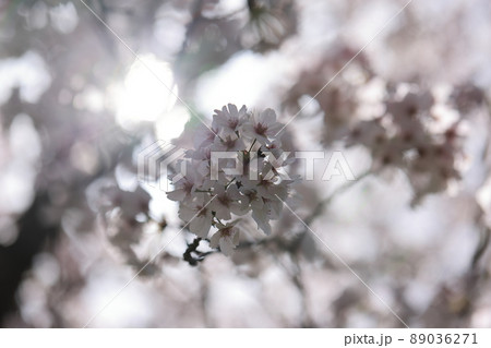 さくら　0155 89036271