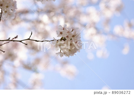 さくら　0156 89036272