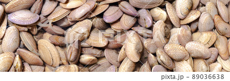 Fresh clams pattern in seafood market 89036638
