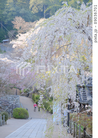 春の長谷寺 89036701