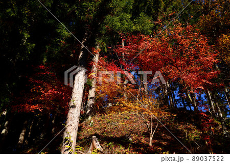 山梨　景徳院の紅葉 89037522