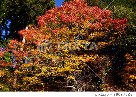 山梨　景徳院の紅葉 89037535