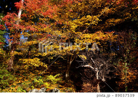 山梨 景徳院の紅葉 山梨 景徳院の紅葉 89037539