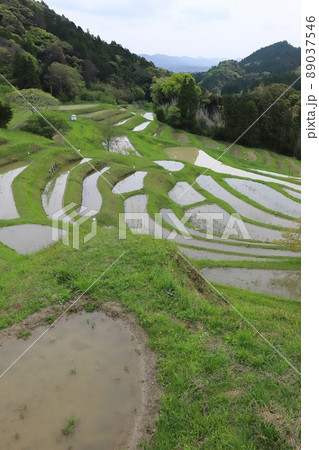 千葉 鴨川 田植え前の大山千枚田 千葉 鴨川 田植え前の大山千枚田 89037546