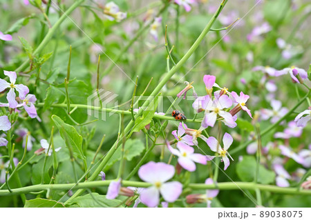 ハナダイコンにとまってるテントウムシ 89038075