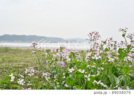 ハナダイコンと神奈川県鎌倉市由比ガ浜の風景 89038079