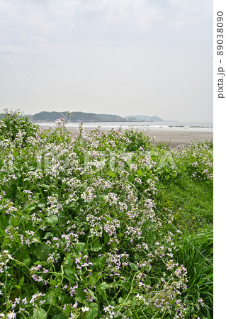 ハナダイコンと神奈川県鎌倉市由比ガ浜の風景 89038090