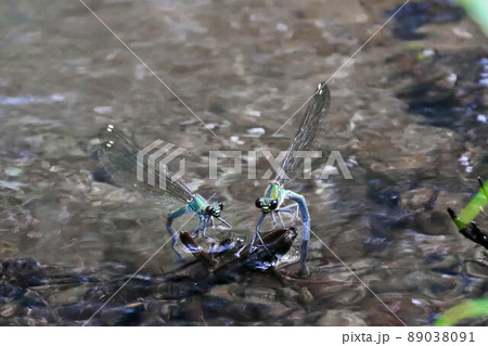 並んで産卵しているミヤマカワトンボのメス 89038091