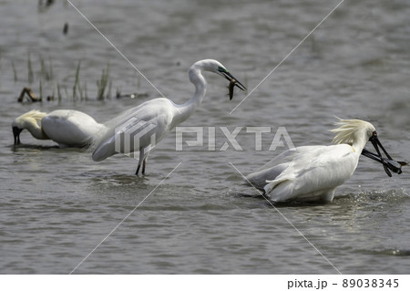 クロツラヘラサギ 白鷺 鳥 89038345