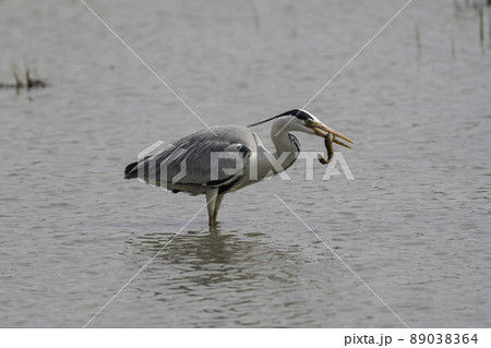 アオサギ 鳥 動物 89038364