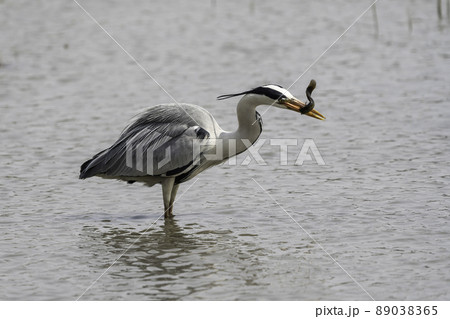 アオサギ 鳥 動物 89038365