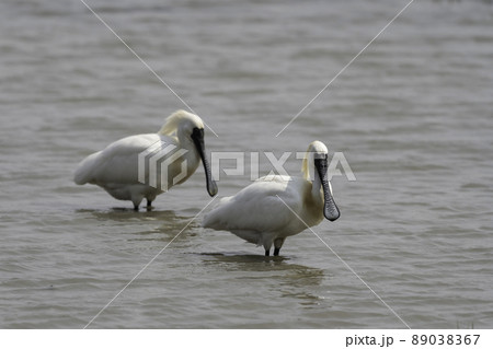 クロツラヘラサギ 鳥 動物 89038367