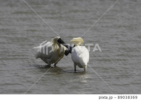 クロツラヘラサギ 鳥 動物 89038369
