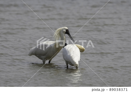 クロツラヘラサギ 鳥 動物 89038371