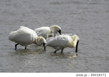 クロツラヘラサギ 鳥 動物 89038372