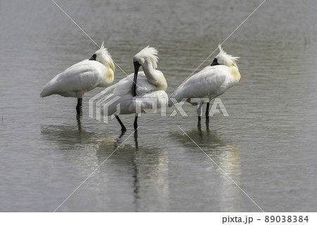 クロツラヘラサギ 鳥 動物 89038384
