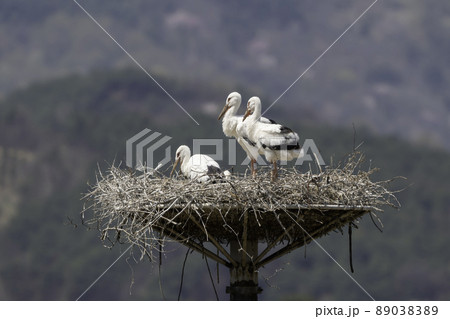 コウノトリ 巣 鳥 89038389