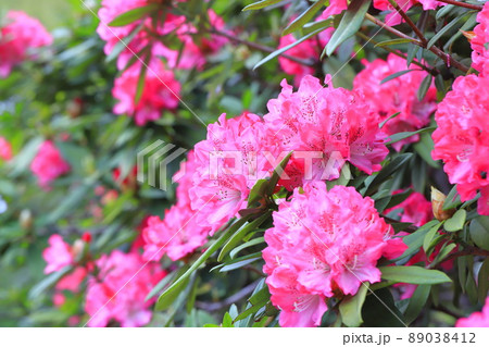 満開のシャクナゲの花　　 89038412