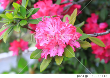 満開のシャクナゲの花　　 89038418