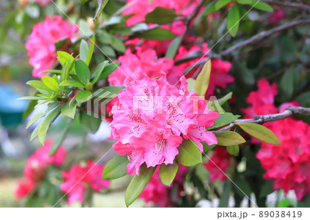 満開のシャクナゲの花 満開のシャクナゲの花 89038419