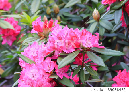満開のシャクナゲの花 満開のシャクナゲの花 89038422