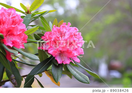 満開のシャクナゲの花 満開のシャクナゲの花 89038426