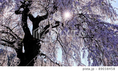 信州高山村五大桜 中塩のしだれ桜 信州高山村五大桜 中塩のしだれ桜 89038458