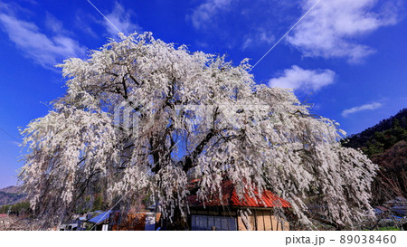 信州高山村五大桜 中塩のしだれ桜 信州高山村五大桜 中塩のしだれ桜 89038460