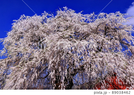 信州高山村五大桜 中塩のしだれ桜 信州高山村五大桜 中塩のしだれ桜 89038462