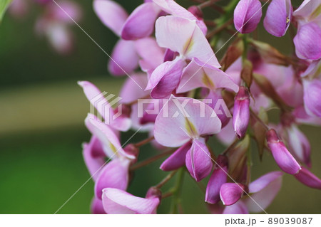 フジ　Japanese wisteria 89039087