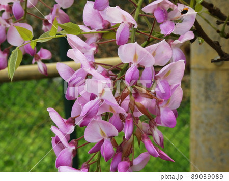 フジ Japanese wisteria フジ Japanese wisteria 89039089