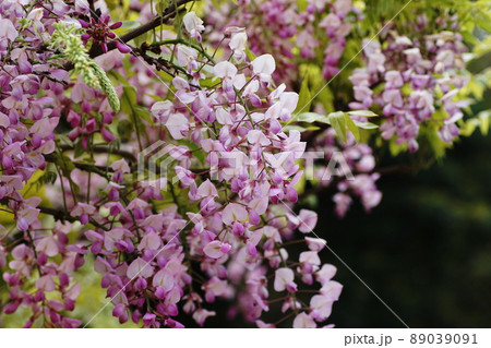 フジ Japanese wisteria フジ Japanese wisteria 89039091