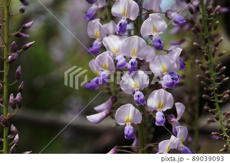フジ　Japanese wisteria 89039093