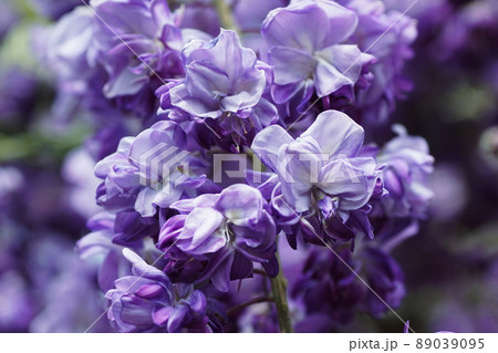 フジ　Japanese wisteria 89039095
