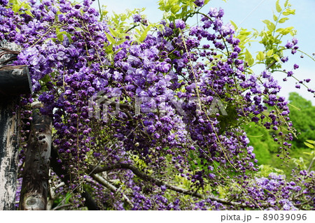 フジ　Japanese wisteria 89039096