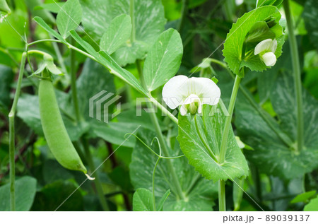 畑のスナップエンドウ 89039137