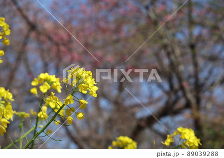 青空とピンクの花の桜の樹をぼかして黄色い花びらの菜の花にピントを合わせて撮影した風景 青空とピンクの花の桜の樹をぼかして黄色い花びらの菜の花にピントを合わせて撮影した風景 89039288