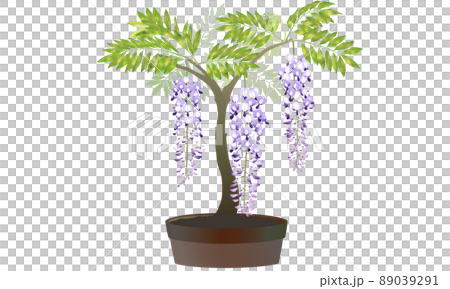 盆栽的紫藤花 盆栽的紫藤花 89039291