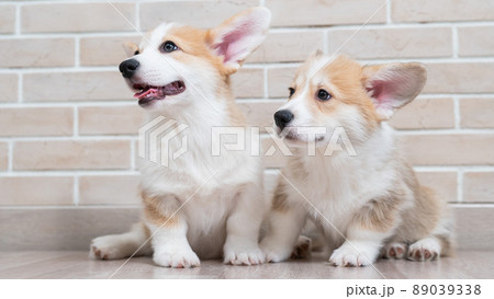 Two cute red pembroke corgi puppies are sitting near a brick wall.  89039338