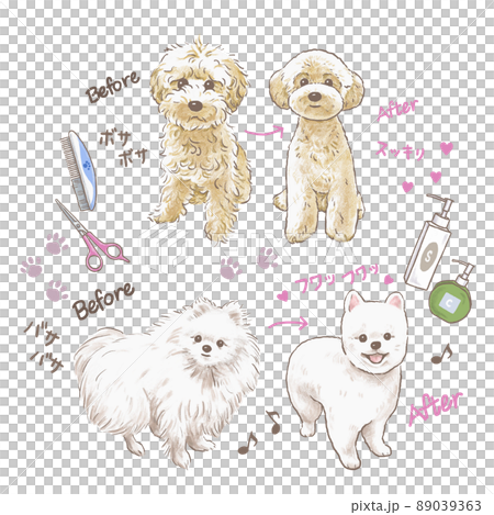 玩具貴賓犬、博美犬之前的狗修剪 89039363